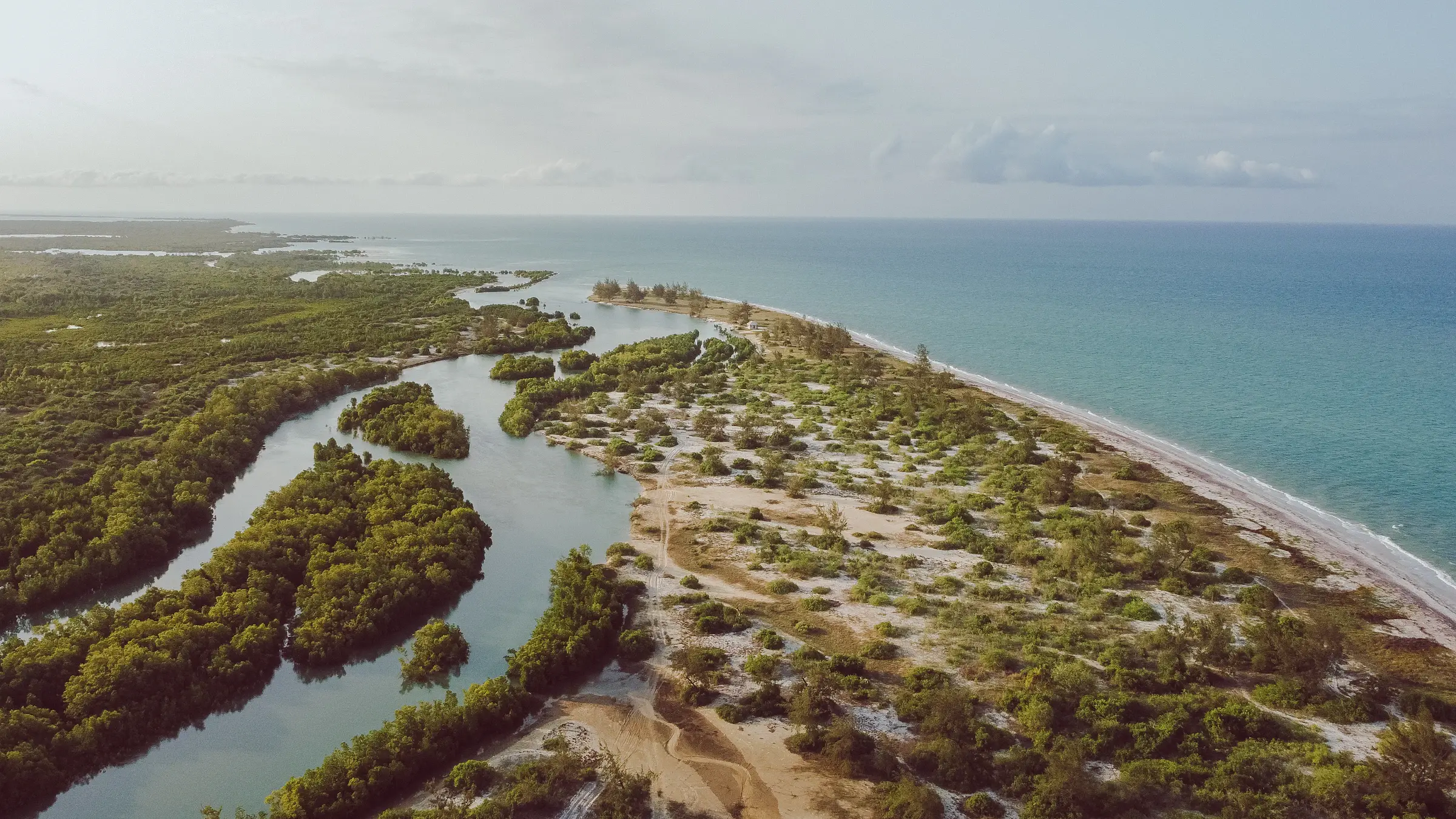 Aerial view of mangrove channels in a river delta